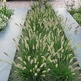 12 x Lampenputzergras Little Bunny – Pennisetum 'Little Bunny' – Winterhartes Ziergras im 9x9 cm Topf (5-10 cm Höhe) – Kompakt & Pflegeleicht