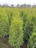 5 Thuja Brabant 100-140cm XXl ohne Topf gemessen frisch vom Feld Gartenhecke Heckenpflanzen Immergrüner Lebensbaum